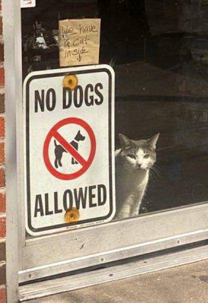 potret kucing di dekat plang anjing dilarang masuk (x.com/Bodegacats_)