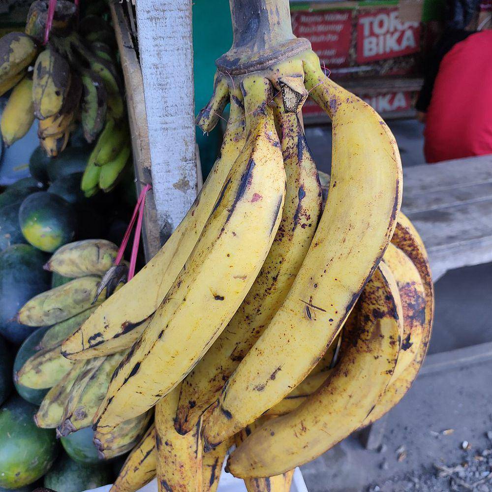 ciri-ciri pisang tanduk (commons.wikimedia.org/Afrogindahood)