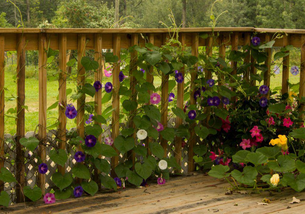 ilustrasi bunga morning glory (unsplash.com/garyfultz)