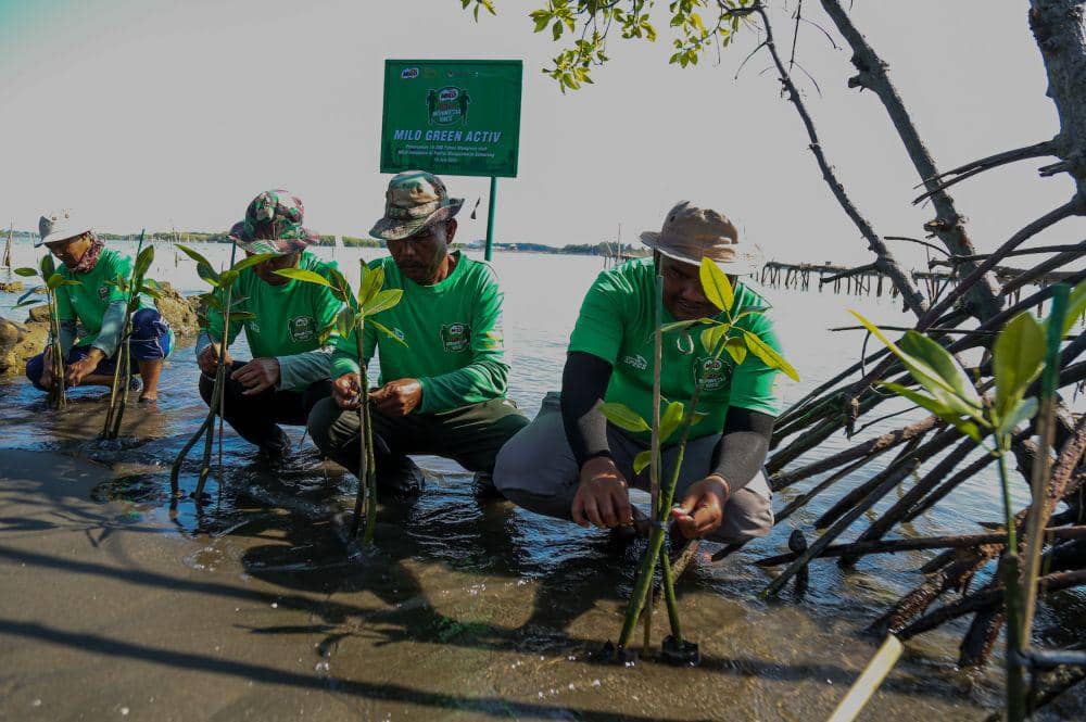 Gerakan Pilih Hijau, Milo Tanam 15 Ribu Mangrove di Pesisir Semarang
