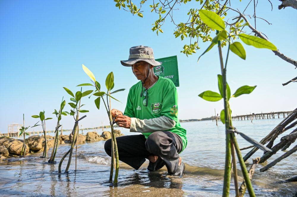 Kelompok Tani Mangrove Lestari melakukan penanaman mangrove di Pantai Mangunharjo, Kota Semarang, Jawa Tengah. (dok. MILO)