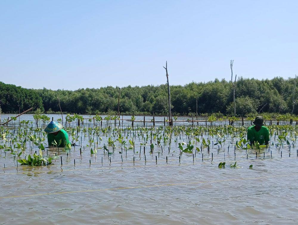 Kelompok Tani Mangrove Lestari melakukan penanaman mangrove di Pantai Mangunharjo, Kota Semarang, Jawa Tengah. (dok. MILO)