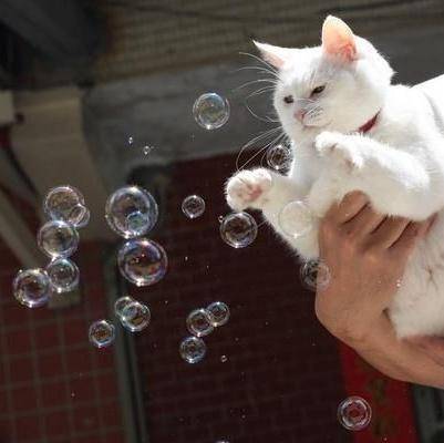 potret reaksi kucing melihat gelembung (x.com/DontShowYourCat)