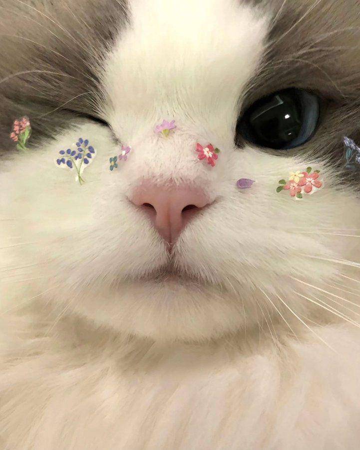 potret lucu stiker menempel di kucing (x.com/Catsillyness)
