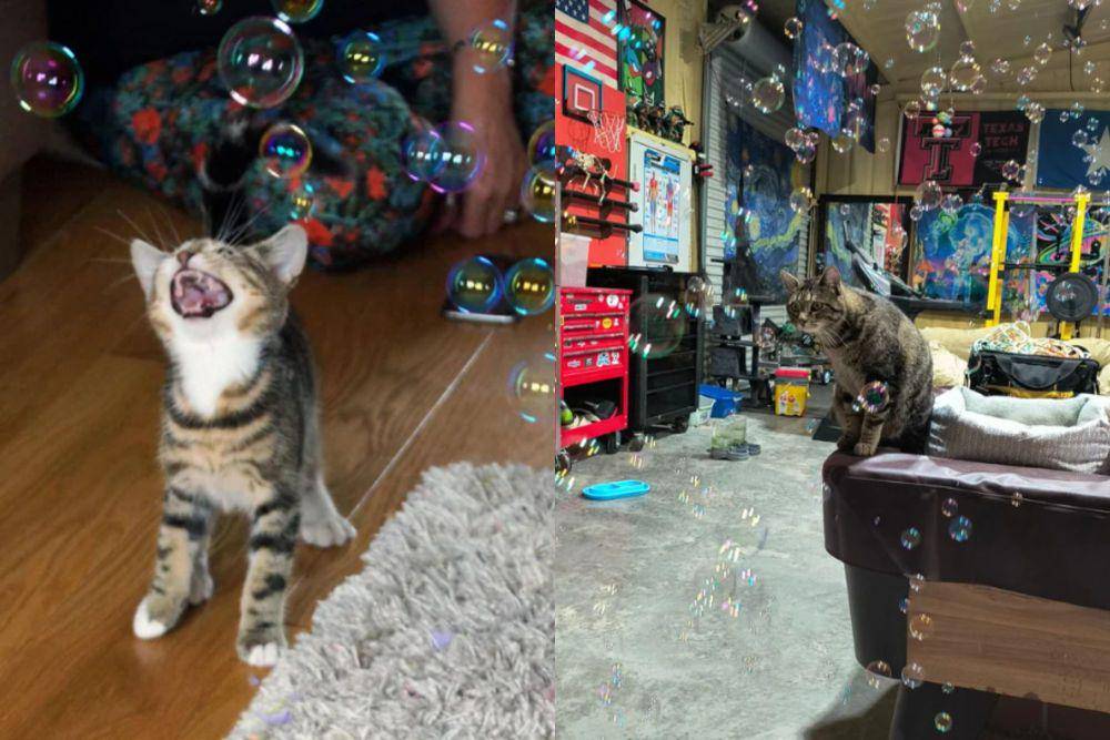 kolase potret reaksi kucing melihat gelembung (reddit.com/Karmic-Chameleon I reddit.com/sgtsmith5018)