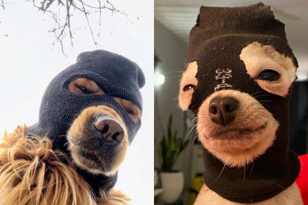 8 Foto Lucu Anjing Pakai Penutup Wajah, Jadi Sosok Misterius?