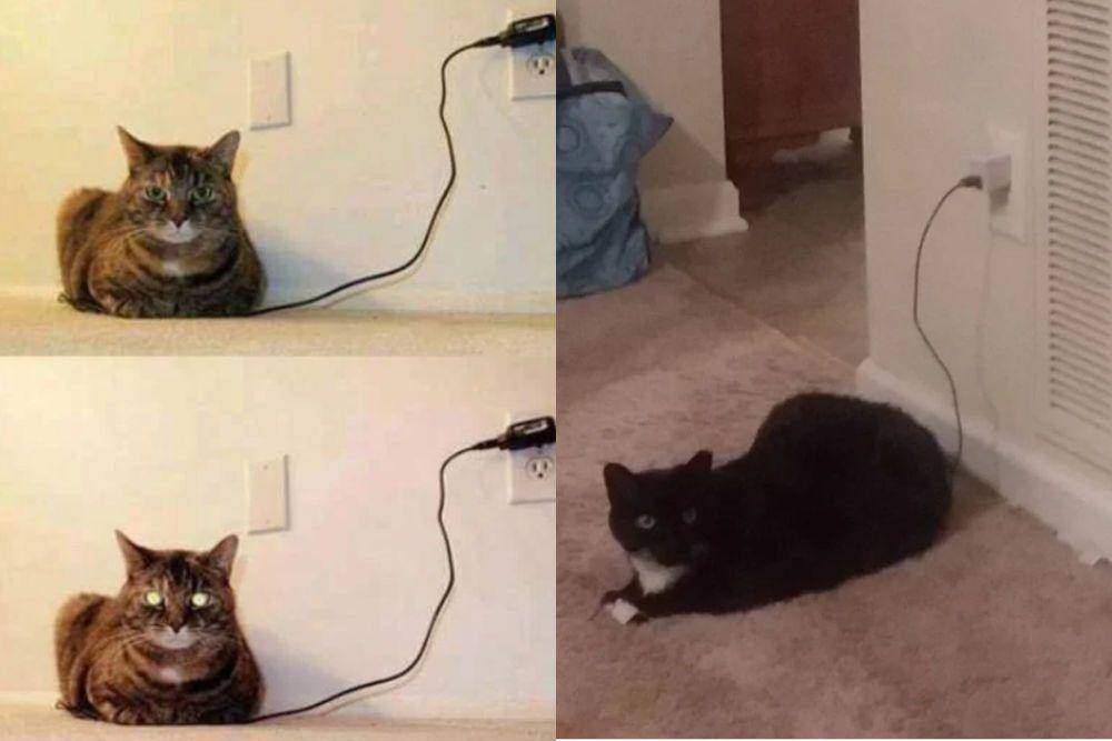 kolase potret lucu kucing mengisi daya (reddit.com/AvadaKedavra03 I reddit.com/TanaFey)