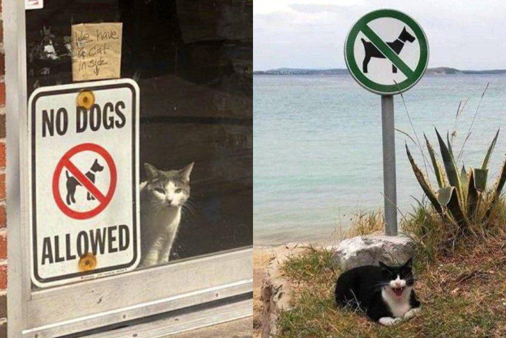 kolase potret kucing di dekat plang anjing dilarang masuk (x.com/Bodegacats_ I x.com/gatinarios)