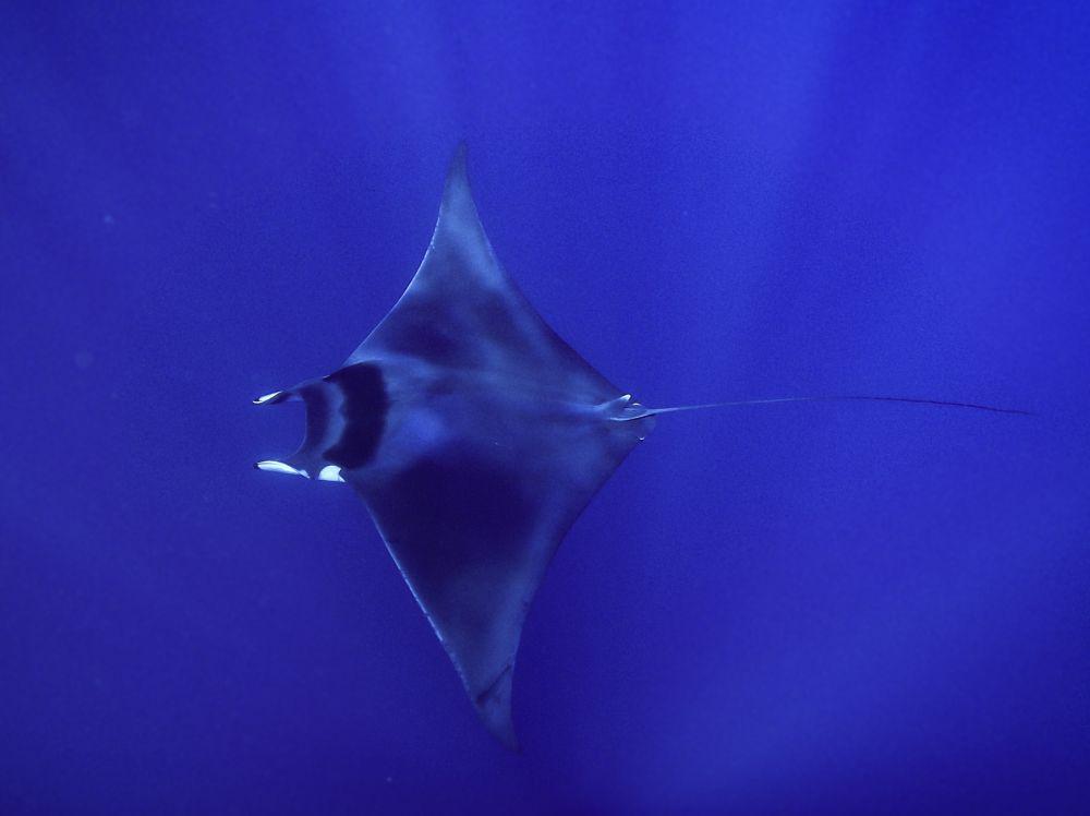 5 Fakta Seputar Ikan Pari Setan Raksasa, Terancam Punah!