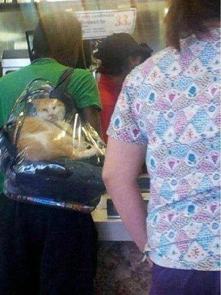 Potret kucing dalam kantong (reddit.com/HauntedMinge)
