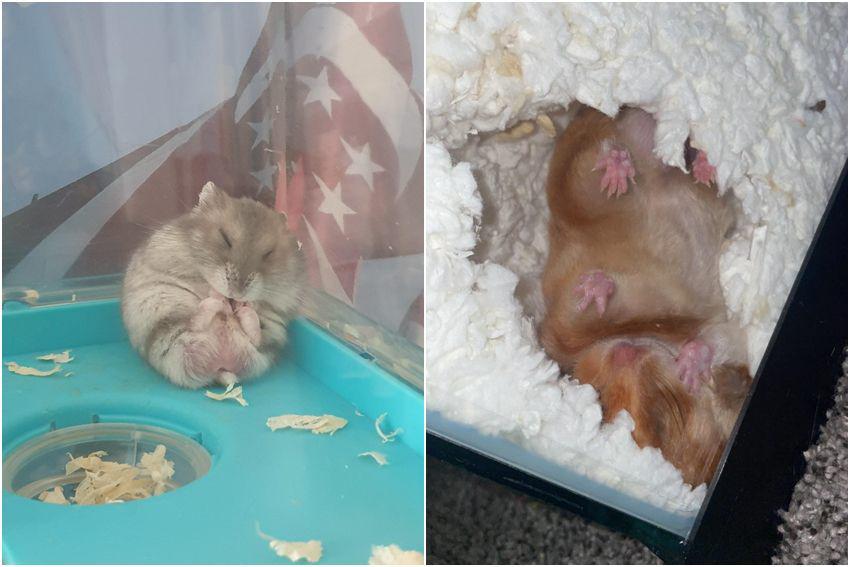 7 Foto Lucu Posisi Tidur Hamster, Malah Nempel ke Kaca