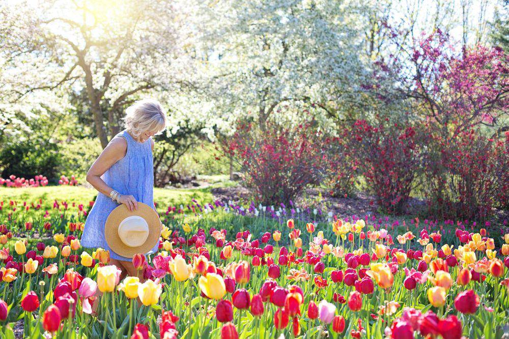 ilustrasi bunga tulip (pexels.com/jill-wellington)