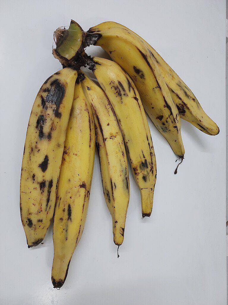 ciri-ciri pisang tanduk (commons.wikimedia.org/Vis M)