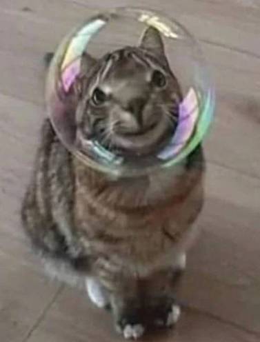 potret reaksi kucing melihat gelembung (reddit.com/SavageTheAverage)