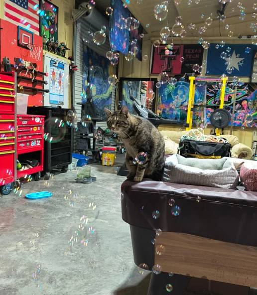 potret reaksi kucing melihat gelembung (reddit.com/sgtsmith5018)