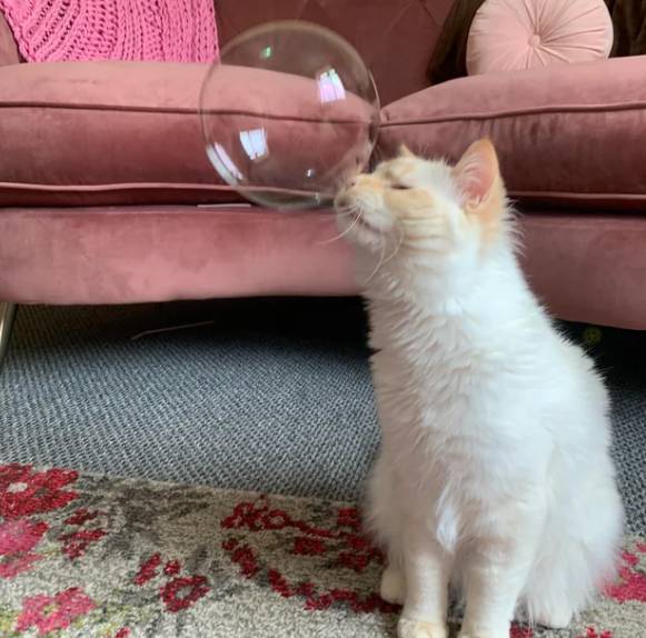 potret reaksi kucing melihat gelembung (reddit.com/NoonieHaru)