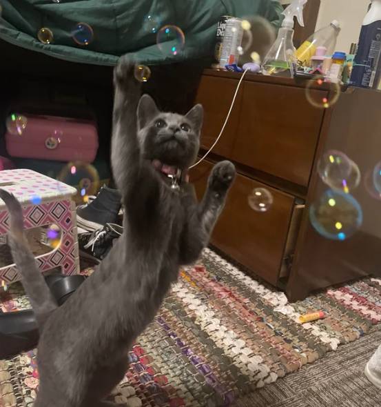 potret reaksi kucing melihat gelembung (reddit.com/Junior-Rub-2054)