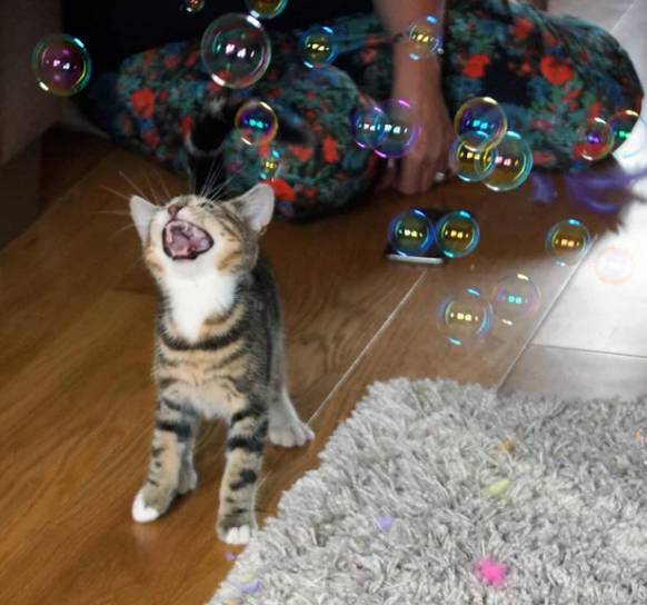 potret reaksi kucing melihat gelembung (reddit.com/Karmic-Chameleon)