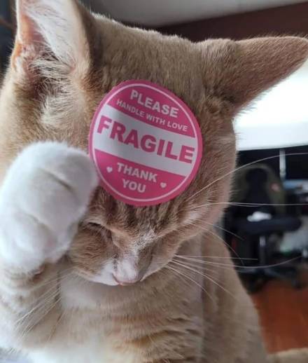 potret lucu stiker menempel di kucing (reddit.com/JAIROX7)