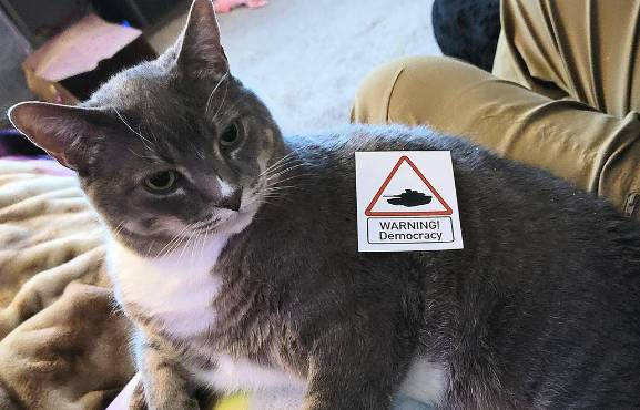potret lucu stiker menempel di kucing (reddit.com/djspacebunny)