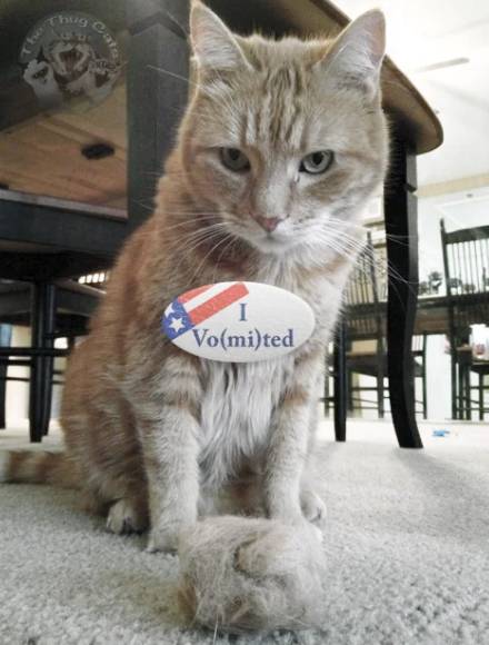 potret lucu stiker menempel di kucing (reddit.com/CatLover2828)