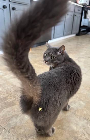 potret lucu stiker menempel di kucing (reddit.com/beaarthurmiller)