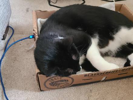 potret lucu kucing mengisi daya (reddit.com/reversoul)