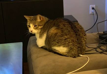 potret lucu kucing mengisi daya (reddit.com/papakrumpet)