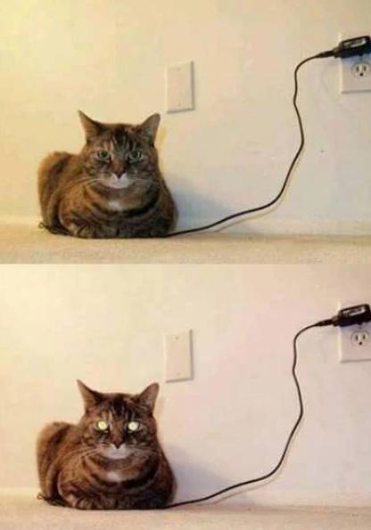 potret lucu kucing mengisi daya (reddit.com/AvadaKedavra03)