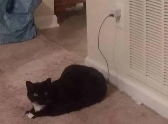 potret lucu kucing mengisi daya (reddit.com/TanaFey)