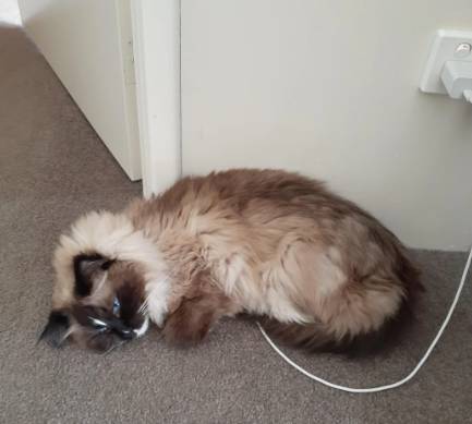 potret lucu kucing mengisi daya (reddit.com/Critical-Hold-4761)