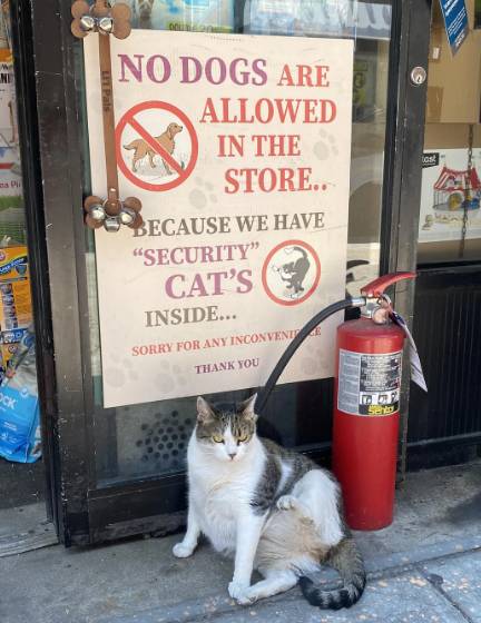 potret kucing di dekat plang anjing dilarang masuk (reddit.com/LeHoanfg)