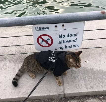 potret kucing di dekat plang anjing dilarang masuk (reddit.com/iki0o)