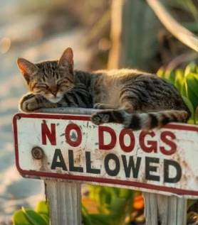 potret kucing di dekat plang anjing dilarang masuk (reddit.com/Roaddog113)