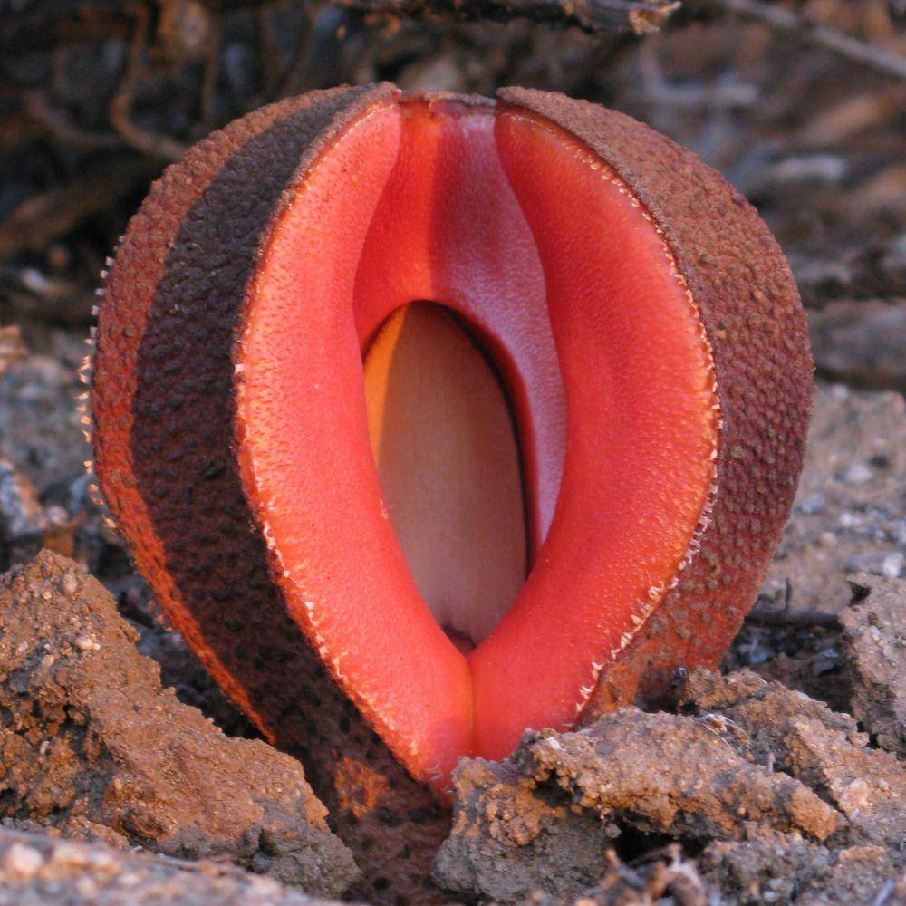 Hydnora Africana (commons.wikimedia.org/Julia Naumann)