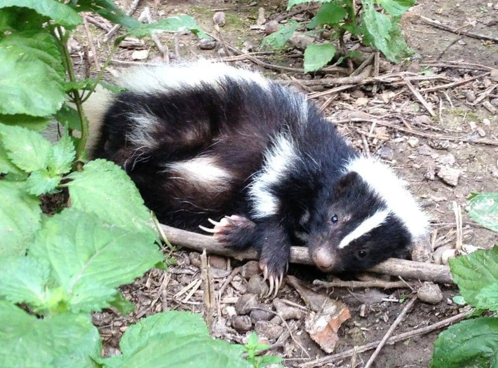 ilustrasi Sigung belang (animalia.bio)
