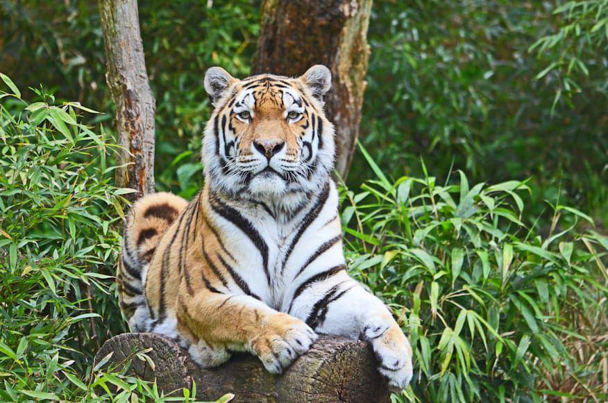 ilustrasi harimau indochina (unsplash.com/Jennifer Ermler)