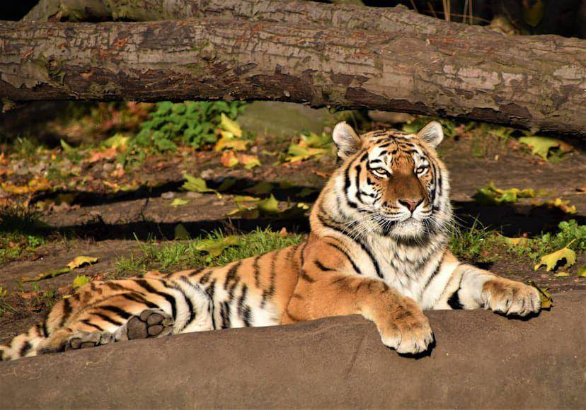ilustrasi harimau (unsplash.com/Waldemar)