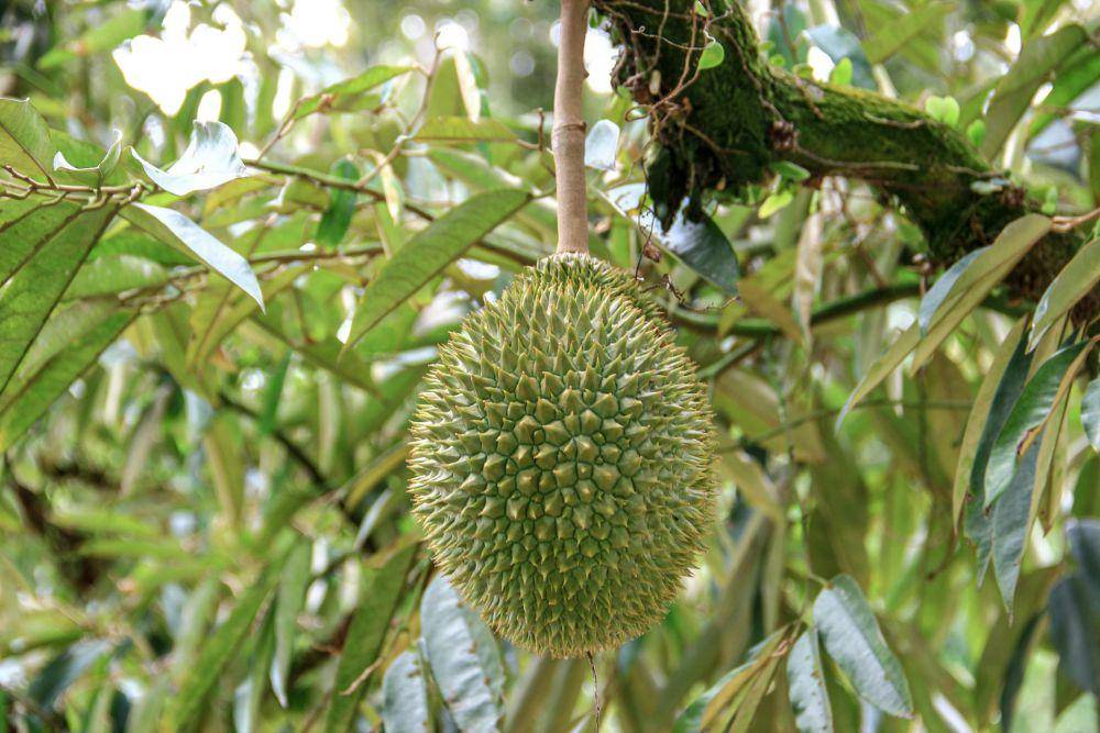 ilustrasi durian (pexels.com/Jess Ho)