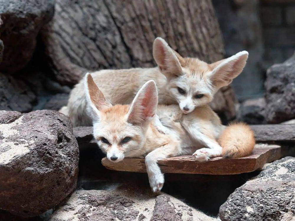 ilustrasi Rubah Fennec (animalia.bio)