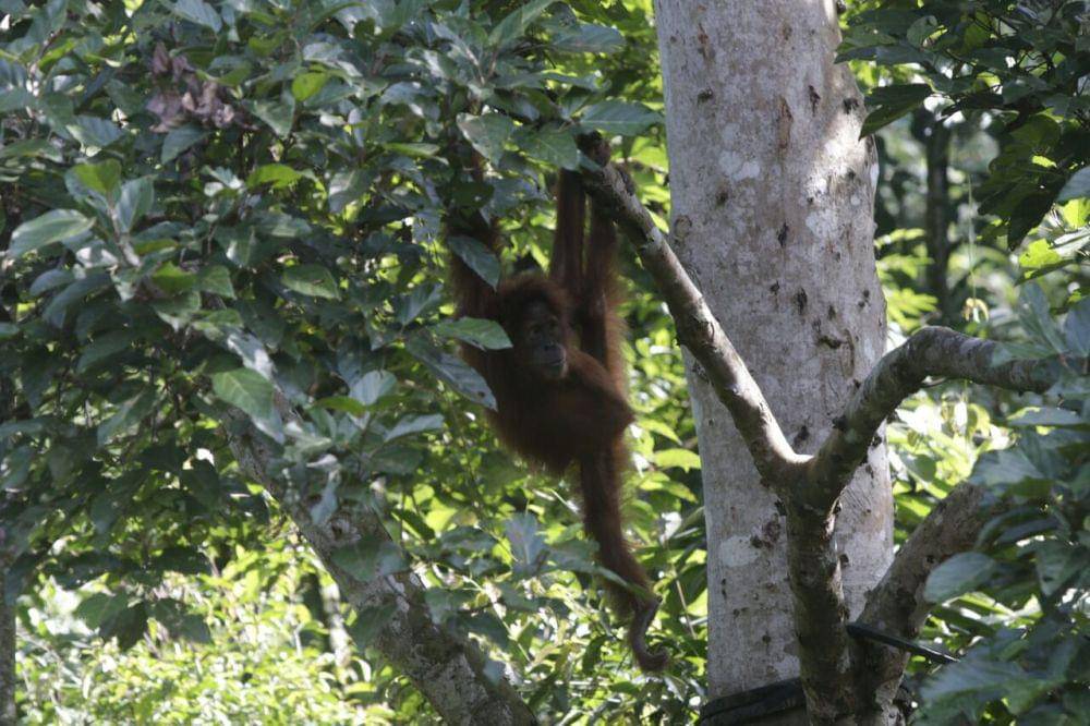 Pusat Reintroduksi Orangutan Cagar Alam Jantho. (Dokumentasi KSDAE KLHK)