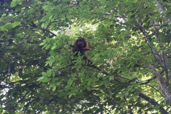 Orang utan yang dilepasliarkan di Cagar Alam Jantho, Aceh Besar, Aceh (IDN Times/Istimewa)