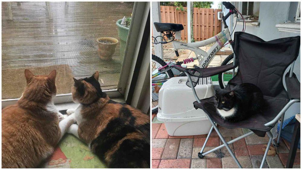 11 Potret Kucing Menikmati Hujan, Terasa Menenangkan!
