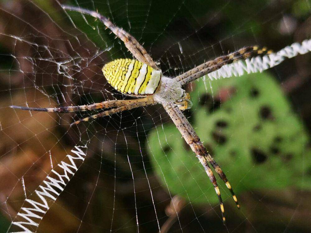 Laba-laba x (inaturalist.org/naturaldudeguy)