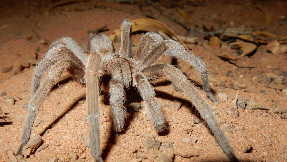 Tarantula (inaturalist.org/distinguished_orca)