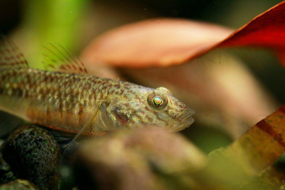 Ikan Goby (unsplash.com/Maojin Lang)