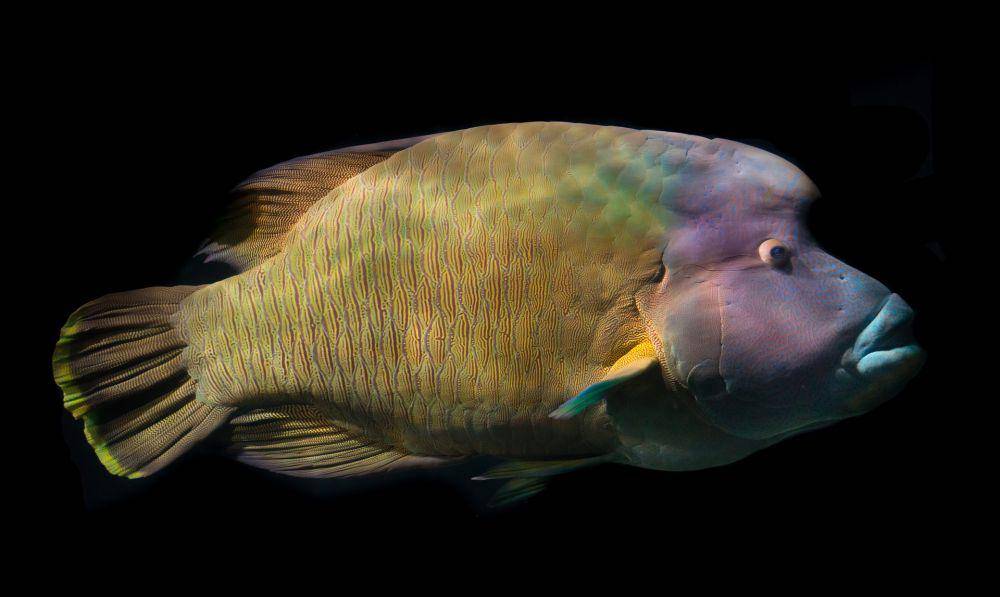 Ikan Napoleon (pixabay.com/Rudy and Peter Skitterians)