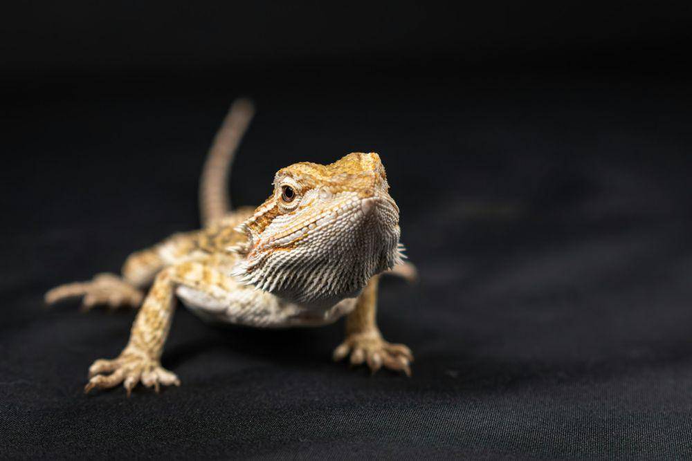 Bearded Dragons (unsplash.com/Nikolett Emmert)