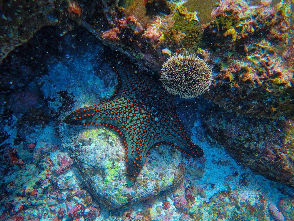 Beberapa jenis bintang laut dapat mengganti jenis kelaminnya (pexels.com/Francesco Ungaro)