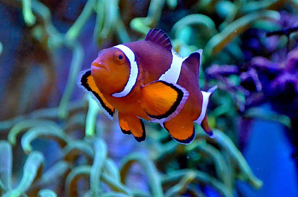 Clawnfish dapat mengubah jenis kelamin (pexels.com/Jiří Mikoláš)